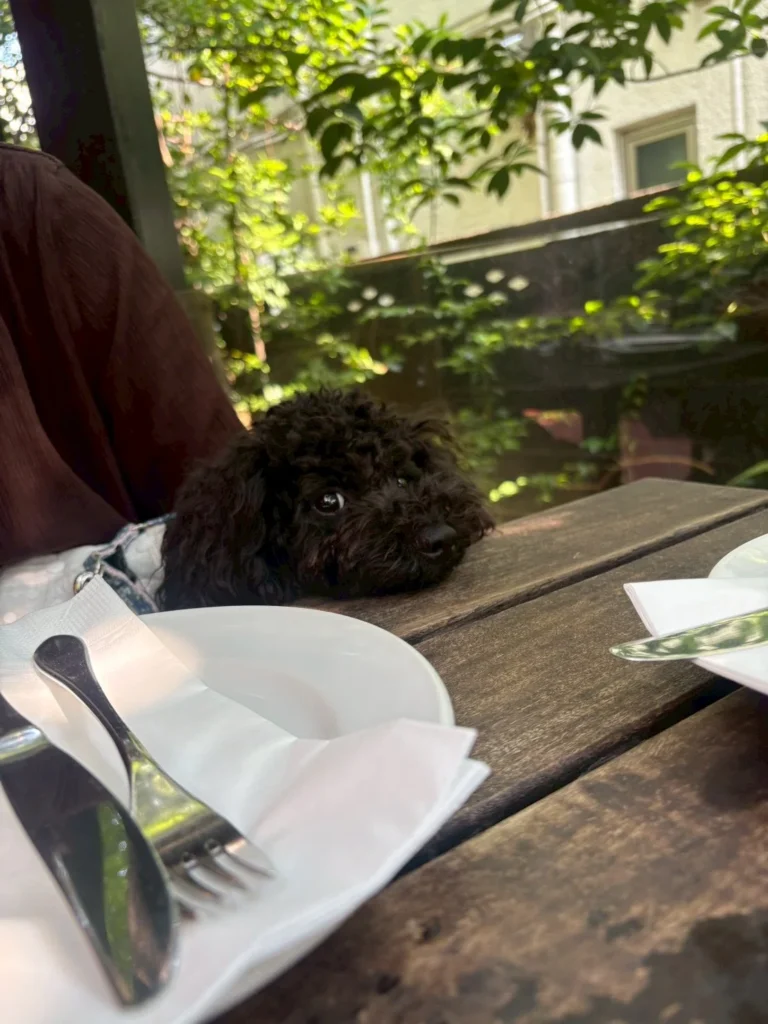 愛犬と鎌倉におでかけしながら仕事をする様子
