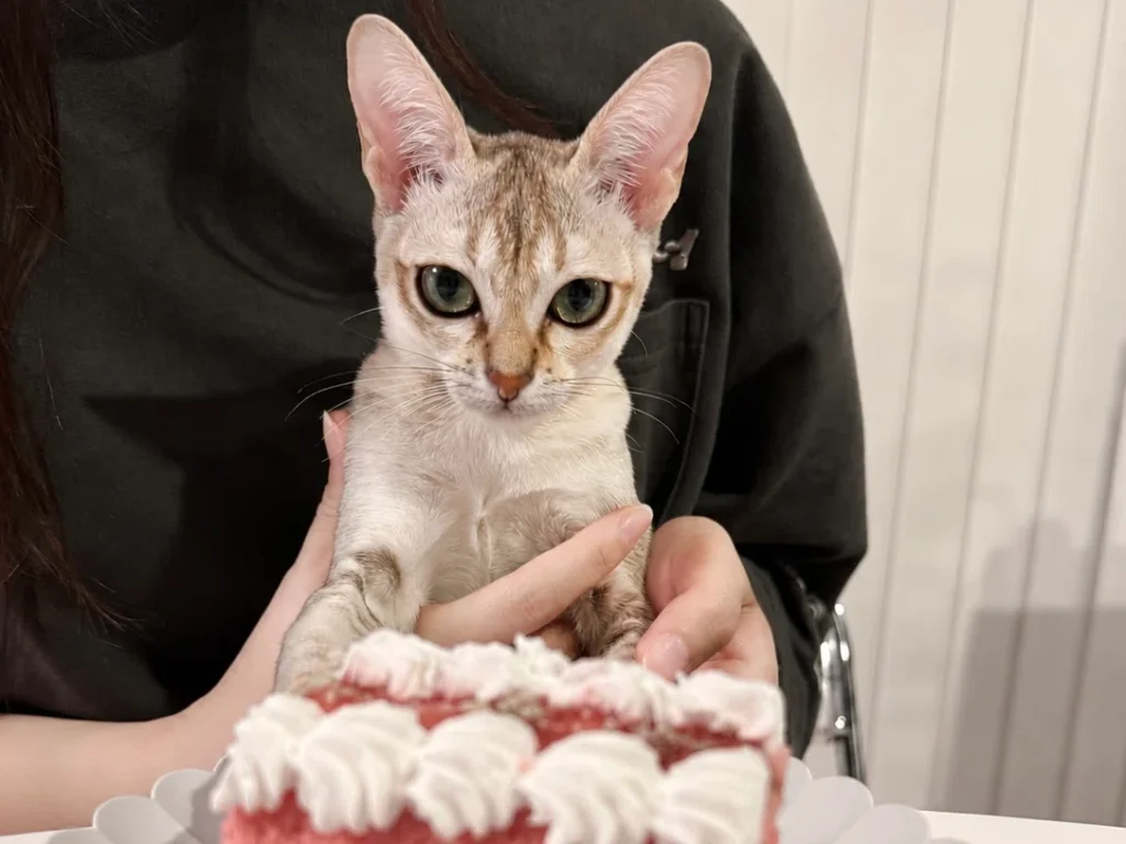 個別相談の頃から思い描いていた、猫との暮らしも実現。ハーフバースデーの写真